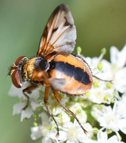 Ectophasia crassipennis